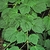 Dark green ovate leaves weakly 3-lobed and serrated margins