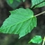 Green leaf underside with vein rigdes radiating from a petiole