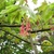Bunches of female flowers & young leaves on stems.