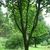Multi-trunked rounded habit