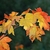Fully yellow to fully red leaves on a stem tip in fall.