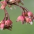 Flowers with salmon sepals & emerging twin salmon stigmas