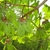 Green winged fruits with 'horns' at the mid-fruiting structures