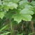 Green ovate lobed opposite leaves
