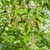 Drooping stem with leaves pendulous pink winged samaras