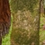 Brown smooth bark with clumps of green growth (moss?)