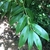 Branch with dark green glossy simple opposite lanceolate leaves.