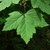 Green palmately lobed leaf with deep serrations
