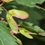 Green samara with red edges on a long red stalk