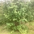 Multi-trunked shrubby habit