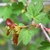 Female flower cyme with red winged samara