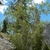 Multi-trunked erect habit