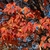 Red and orange fall leaves on branches