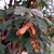 brownish orange single samaras on short stalks,