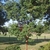 Upright oval habit of a young tree showing a reddish trunk