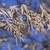persistant coppery dried dissected persistant leaves