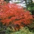 Orange leaves in fall on a mounding habit shrub.