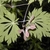 Palmately compound opposite light green leaves & samaras