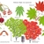 Illustration of all the details of this species.