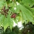 Bunch of pendulous maroon flowers on long stalks & green samaras