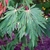 Medium green leaves are opposite rounded, palmate & fern-like