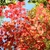 Japanesse maple leaves in fall red color
