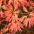 Shades of bright orange 8-10 fern-like individual lobes in fall