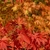 Branch of bright red and orange leaves in fall