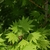 Light green young leaves with 10 serrated lanceolate lobes.
