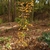 Erect habit of a young tree.