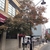 Oval medium dense habit of a tree on a sidewalk.