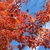 Branches with orange leaves in fall