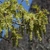 Bunches of green/yellow pendulous flowers at the stem tips