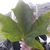 Showing the size of the leaf as it entirely covers a human face