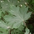 Deeply 5-lobed glossy green leaf on a crimson petiole