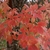 Foliage with dark & light-colored red-orange leaves in fall