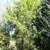 Multi trunked erect habit with green bark of a young tree