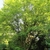 Multi trunked rounded habit with brown bark of a mature tree