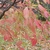 Red-burgundy & green leaves on a branch in fall