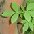Bright green compound, opposite trifoliate elliptical leaves
