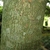 Bark showing greenish flakes with brown furrows