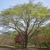 Mature multi trunked tree with visible branches & young leaves