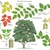 Illustration of all the details of this species.