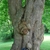 Large multi-trunk with gray flakey bark of a mature tree.