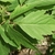 Pinnately compound opposite leaves with 3 to 7 leaflets