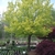 Irregular rounded habit of a young tree & yellowish-green leaves