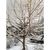 Leafless tree in winter with branches lined with snow