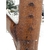 Wet reddish bark with light furrows & white spots in winter