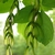 Pinnately compound leaves and pendulous green samaras