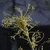 Female pistillate flowers in loose drooping clusters